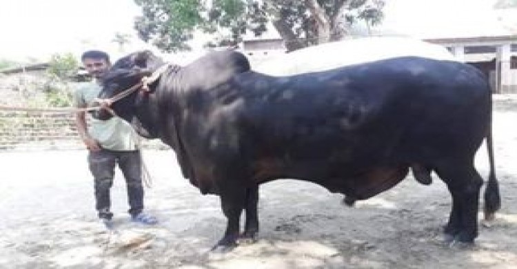 পুঠিয়ায় ইউএনও'র উদ্যোগে অনলাইনে কোরবানির গরুর হাট