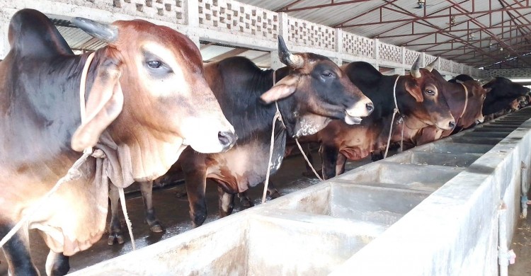 রংপুর গরুর হাট বন্ধ থাকায় অনলাইনে গরু বিক্রয় নিয়ে হতাশায় খামারীরা