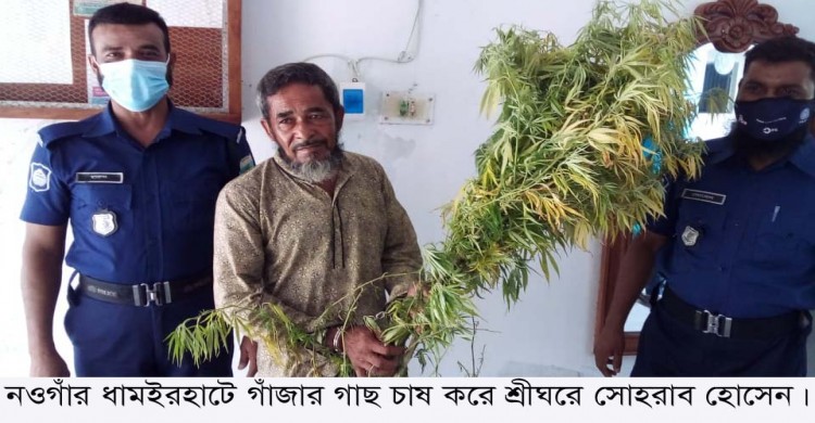 ধামইরহাটে লেবুর বাঁগানের আড়ালে গাঁজার গাছ চাষ- শ্রীঘরে বাগান মালিক সোহরাব হোসেন