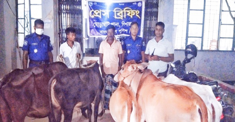 ঘোড়াঘাটে কসাইয়ের বাড়িতে পাওয়া গেল চুরি করা গরু