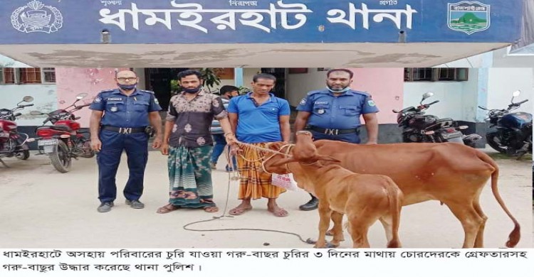 ধামইরহাটে অসহায় পরিবারের চুরি যাওয়া গরু-বাছুর উদ্ধার করলো থানা পুলিশ