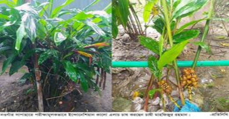 সাপাহারে পরীক্ষামূলকভাবে কালো এলাচ চাষ